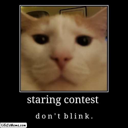 don't blink. (I lost) | staring contest | d o n ' t  b l i n k . | image tagged in demotivationals,cat | made w/ Lifeismeme demotivational maker