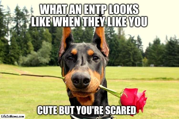 ENTP in Love |  WHAT AN ENTP LOOKS LIKE WHEN THEY LIKE YOU; CUTE BUT YOU'RE SCARED | image tagged in doberman,myers briggs,entp,mbti,love,personality | made w/ Lifeismeme meme maker