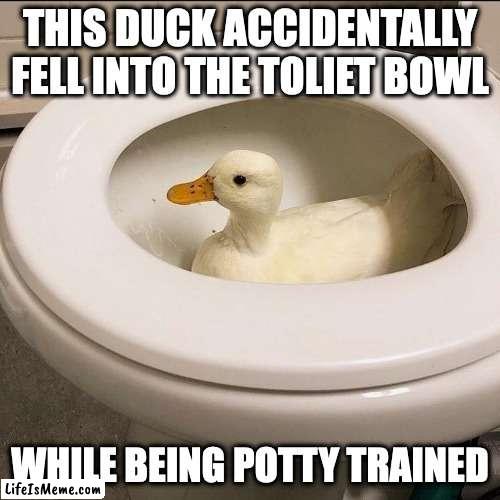Duck in Toliet Bowl |  THIS DUCK ACCIDENTALLY FELL INTO THE TOLIET BOWL; WHILE BEING POTTY TRAINED | image tagged in duck,toliet,memes | made w/ Lifeismeme meme maker