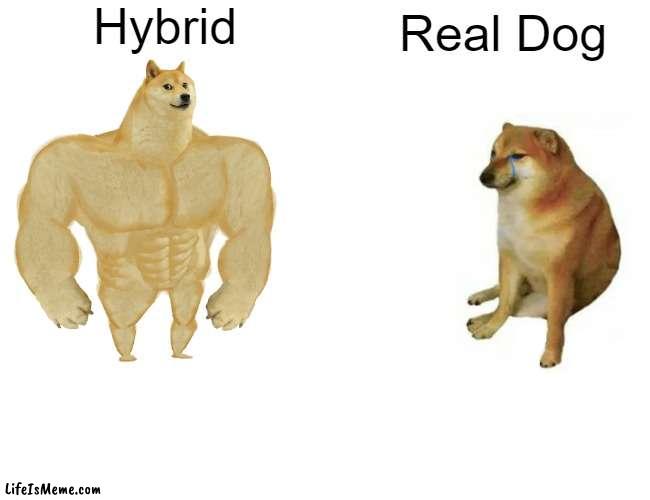 Real dog vs Hybrid |  Hybrid; Real Dog | image tagged in memes,buff doge vs cheems | made w/ Lifeismeme meme maker