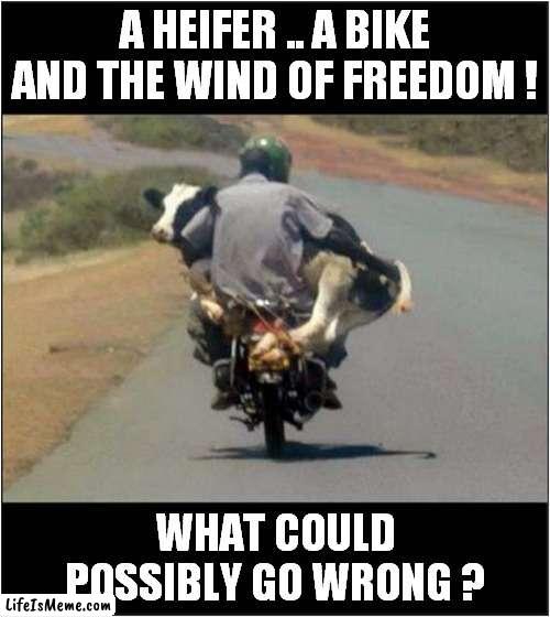 I Would Definitely Follow This Bike ! |  A HEIFER .. A BIKE AND THE WIND OF FREEDOM ! WHAT COULD POSSIBLY GO WRONG ? | image tagged in motorcycle,cow,follow,crash | made w/ Lifeismeme meme maker