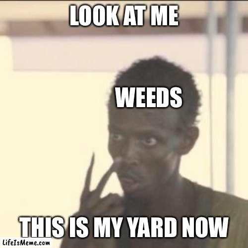They take over |  LOOK AT ME; WEEDS; THIS IS MY YARD NOW | image tagged in memes,look at me | made w/ Lifeismeme meme maker