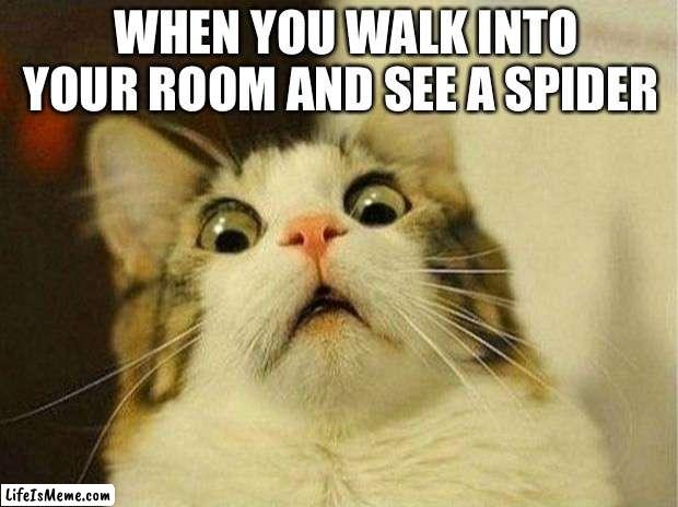 Who else can relate? |  WHEN YOU WALK INTO YOUR ROOM AND SEE A SPIDER | image tagged in memes,scared cat,spider | made w/ Lifeismeme meme maker