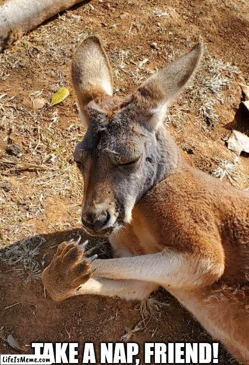 Kangaroo Nap |  TAKE A NAP, FRIEND! | image tagged in nap,sleep | made w/ Lifeismeme meme maker
