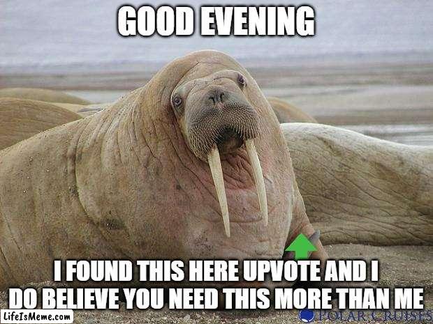 very kind walrus |  GOOD EVENING; I FOUND THIS HERE UPVOTE AND I DO BELIEVE YOU NEED THIS MORE THAN ME | image tagged in walrus,upvotes | made w/ Lifeismeme meme maker