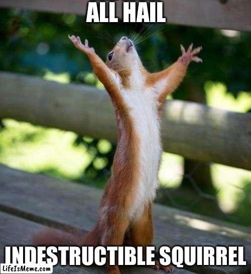 Squirrel is indestructible |  ALL HAIL; INDESTRUCTIBLE SQUIRREL | image tagged in all hail,indestructible balloon | made w/ Lifeismeme meme maker