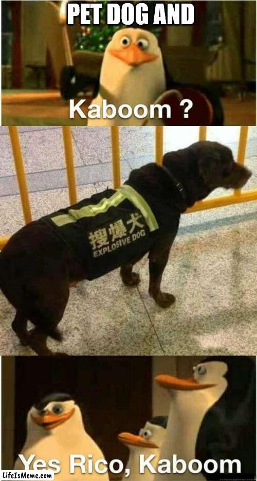 Careful petting this dog, it just might blow up on you | PET DOG AND; ........... | image tagged in kaboom yes rico kaboom,dogs,explosion,petting,be careful,caution sign | made w/ Lifeismeme meme maker