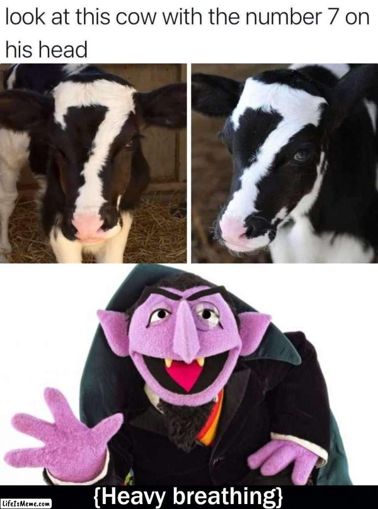 Perfection for The Count | {Heavy breathing} | image tagged in the count,black background,perfection,heavy breathing,numbers,cows | made w/ Lifeismeme meme maker