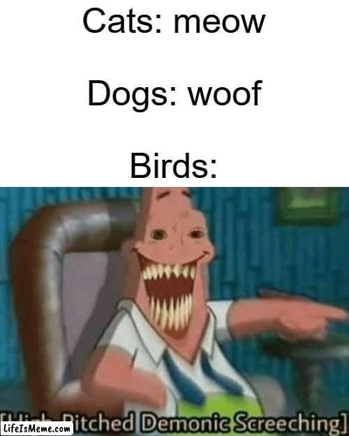 CAW! CAW! | Cats: meow
 
Dogs: woof
 
Birds: | image tagged in high-pitched demonic screeching,birds | made w/ Lifeismeme meme maker