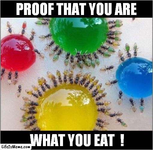 Coloured Blobs ! | PROOF THAT YOU ARE; WHAT YOU EAT  ! | image tagged in fun,colours,insects | made w/ Lifeismeme meme maker