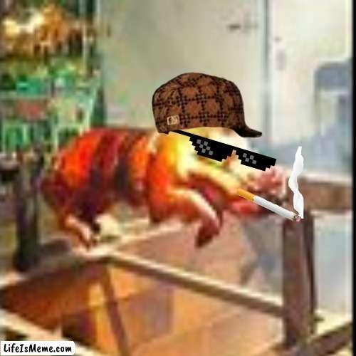 pig | image tagged in pig | made w/ Lifeismeme meme maker