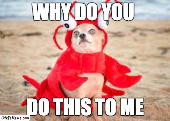 dog at da beach relises what he/she's wearing | WHY DO YOU; DO THIS TO ME | image tagged in lobster,dog,beach,funny,why | made w/ Lifeismeme meme maker