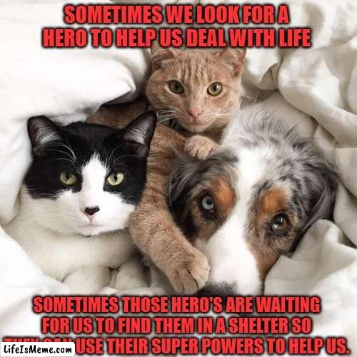 Different type of Hero's | SOMETIMES WE LOOK FOR A HERO TO HELP US DEAL WITH LIFE; SOMETIMES THOSE HERO'S ARE WAITING FOR US TO FIND THEM IN A SHELTER SO THEY CAN USE THEIR SUPER POWERS TO HELP US. | image tagged in dog and cats,superheroes,family,pets,money,friends | made w/ Lifeismeme meme maker