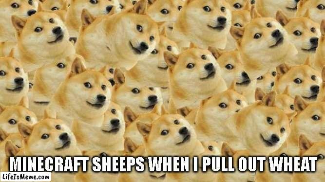 Ah no | MINECRAFT SHEEPS WHEN I PULL OUT WHEAT | image tagged in memes,multi doge,minecraft | made w/ Lifeismeme meme maker
