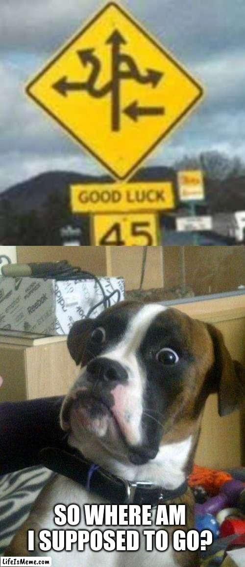 you had one job #3 | SO WHERE AM I SUPPOSED TO GO? | image tagged in blankie the shocked dog | made w/ Lifeismeme meme maker