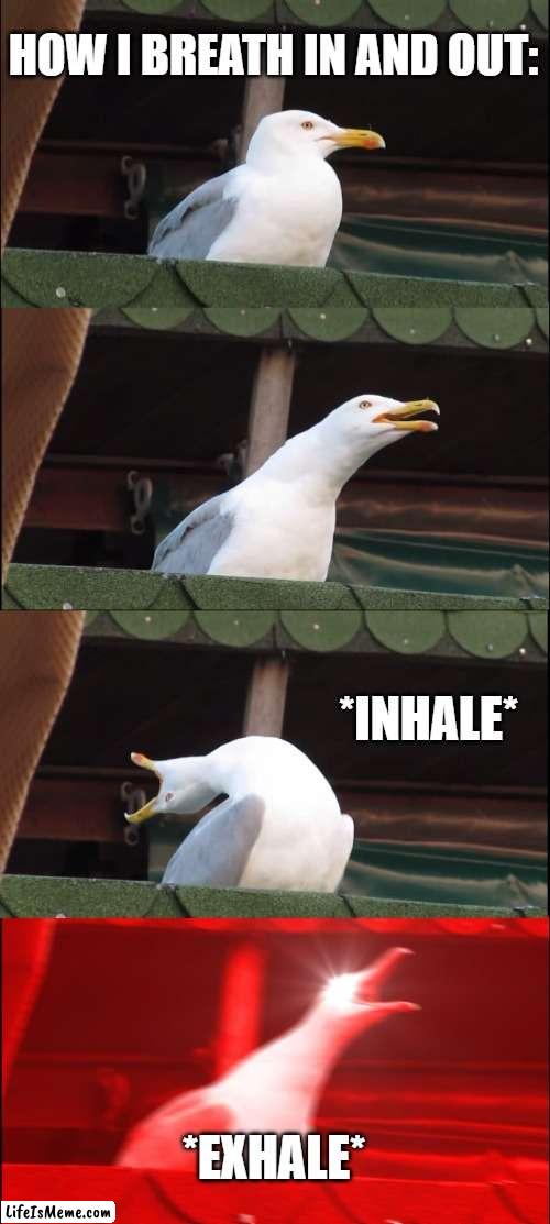how I breathe in: | HOW I BREATH IN AND OUT:; *INHALE*; *EXHALE* | image tagged in memes,inhaling seagull | made w/ Lifeismeme meme maker