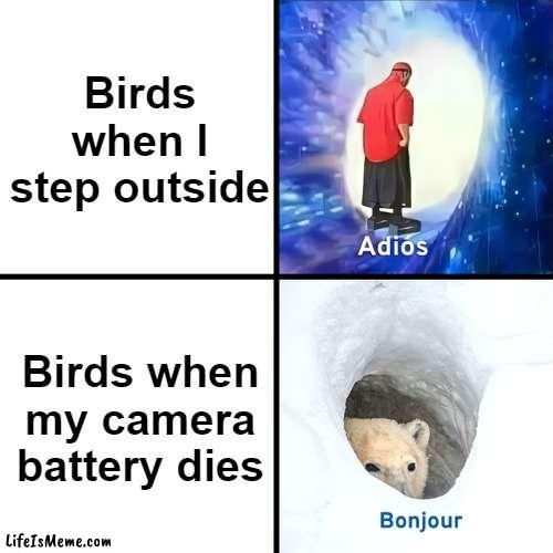 birbs: why | Birds when I step outside; Birds when my camera battery dies | image tagged in adios bonjour,birds | made w/ Lifeismeme meme maker