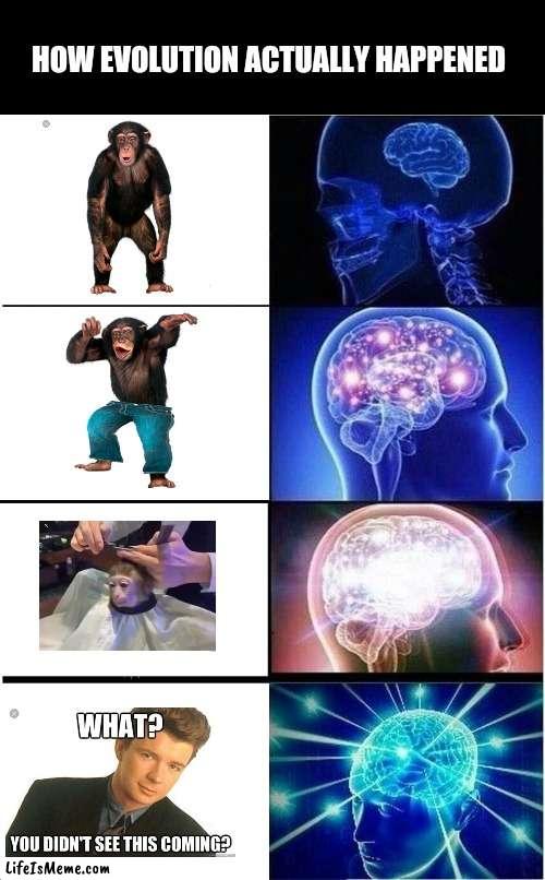 How evolution actually happened | HOW EVOLUTION ACTUALLY HAPPENED | image tagged in memes,expanding brain,monkey,monkeys | made w/ Lifeismeme meme maker