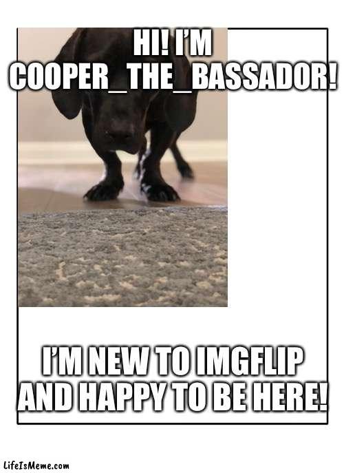 (If you want to know what a Bassador is, I’ll explain in the comments, just ask!) | HI! I’M COOPER_THE_BASSADOR! I’M NEW TO IMGFLIP AND HAPPY TO BE HERE! | image tagged in dog | made w/ Lifeismeme meme maker