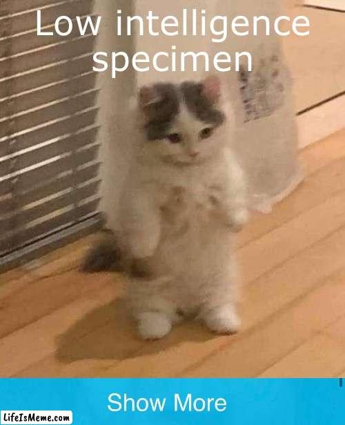 Low Intelligence Specimen | Low intelligence specimen | image tagged in cat,stop reading the tags | made w/ Lifeismeme meme maker