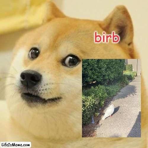 birbbb | birb | image tagged in memes,doge | made w/ Lifeismeme meme maker