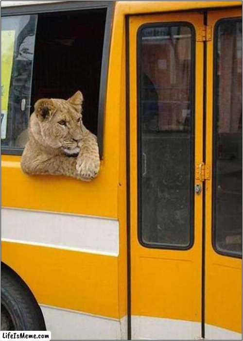 Not Many People On The Bus This Morning ! | image tagged in fun,lion,bus | made w/ Lifeismeme meme maker