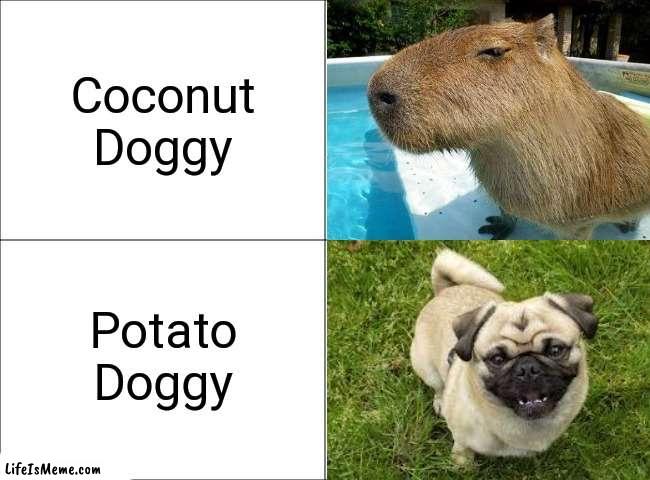 Two of the internets most beloved animals. You love to see 'em. | Coconut Doggy; Potato Doggy | image tagged in basic four panel meme,capybara,what the dog doin,dogs | made w/ Lifeismeme meme maker