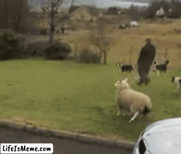 If sheep weren't raised with sheep they'd learn new things | image tagged in gifs,sheep,border collie | made w/ Lifeismeme video-to-gif maker