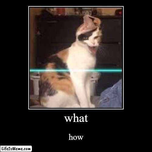 glitch cat | image tagged in funny,demotivationals | made w/ Lifeismeme demotivational maker