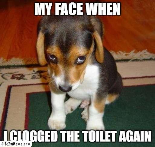 Oops I did it again | MY FACE WHEN; I CLOGGED THE TOILET AGAIN | image tagged in sad puppy,puppy,sad dog,toilet humor,memes | made w/ Lifeismeme meme maker