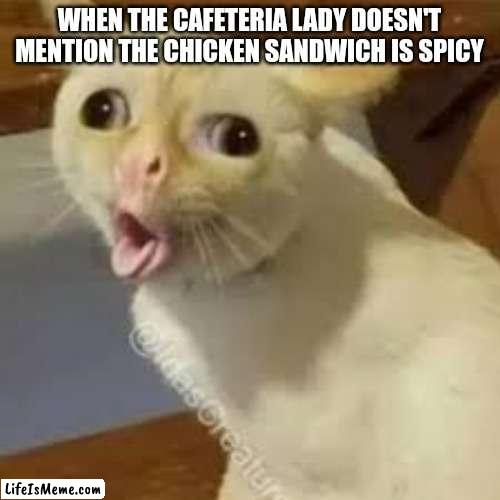 Why do they do this tho | WHEN THE CAFETERIA LADY DOESN'T MENTION THE CHICKEN SANDWICH IS SPICY | image tagged in coughing cat,chicken,school,lunch | made w/ Lifeismeme meme maker