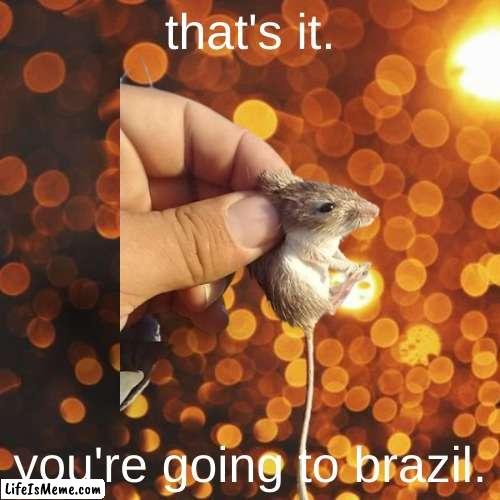 goodbye fat rat | that's it. you're going to brazil. | image tagged in you're going to brazil,mouse,pets,funny,gaming,random | made w/ Lifeismeme meme maker