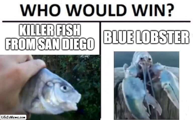 fish vs lobster | KILLER FISH FROM SAN DIEGO; BLUE LOBSTER | image tagged in fish,lobster | made w/ Lifeismeme meme maker