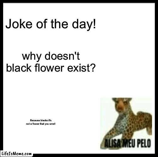 alisa meu pelo say jokes 1 | Joke of the day! why doesn't black flower exist? Bacause blacks it's not a flower that you smell | image tagged in memes,dark humor,funny memes,funny,animals,anti furry | made w/ Lifeismeme meme maker