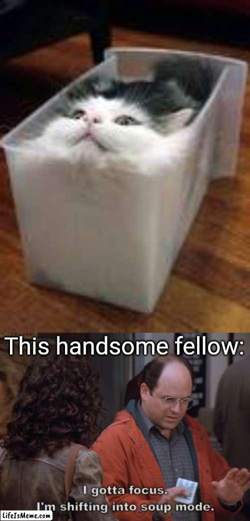 Handsome fellow | This handsome fellow: | image tagged in i gotta focus i'm shifting into soup mode,memes,cats,handsome,good boy | made w/ Lifeismeme meme maker