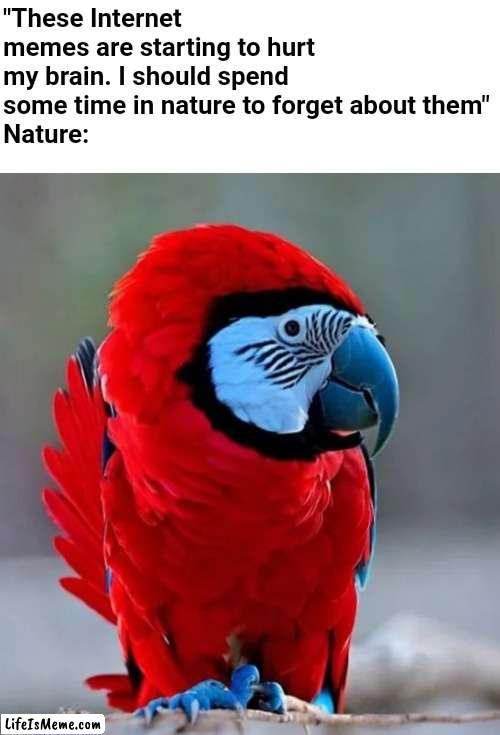 Thanks Nature ? | "These Internet memes are starting to hurt my brain. I should spend some time in nature to forget about them"
Nature: | image tagged in blank white template,parrot,among us,amogus,among us everywhere | made w/ Lifeismeme meme maker