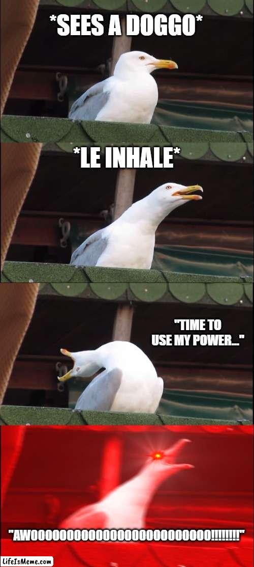 My Powers | *SEES A DOGGO*; *LE INHALE*; "TIME TO USE MY POWER..."; "AWOOOOOOOOOOOOOOOOOOOOOOOOO!!!!!!!!" | image tagged in memes,inhaling seagull | made w/ Lifeismeme meme maker