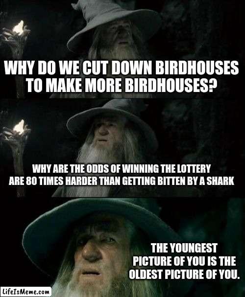 This is very confusing... (Part 2) | WHY DO WE CUT DOWN BIRDHOUSES TO MAKE MORE BIRDHOUSES? WHY ARE THE ODDS OF WINNING THE LOTTERY ARE 80 TIMES HARDER THAN GETTING BITTEN BY A SHARK; THE YOUNGEST PICTURE OF YOU IS THE OLDEST PICTURE OF YOU. | image tagged in memes,confused gandalf | made w/ Lifeismeme meme maker