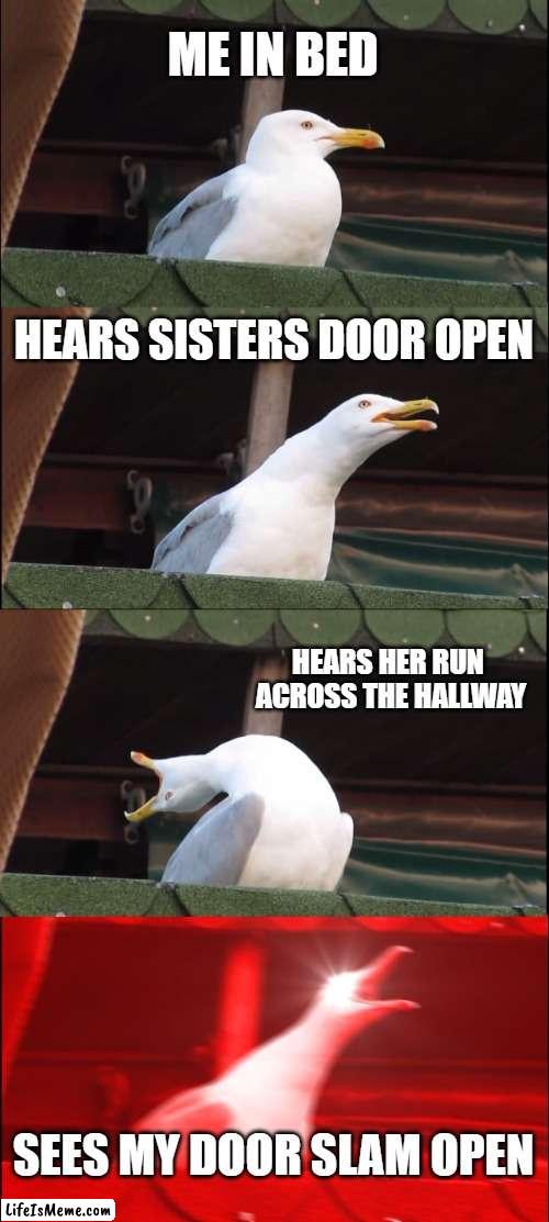 me and my sister | ME IN BED; HEARS SISTERS DOOR OPEN; HEARS HER RUN 
ACROSS THE HALLWAY; SEES MY DOOR SLAM OPEN | image tagged in memes,inhaling seagull | made w/ Lifeismeme meme maker