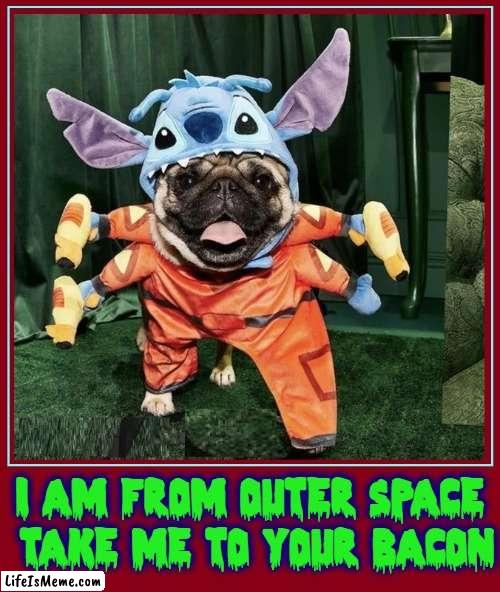 From the Planet K-9... | I AM FROM OUTER SPACE
 TAKE ME TO YOUR BACON | image tagged in vince vance,dogs,aliens,memes,outer space,bacon | made w/ Lifeismeme meme maker