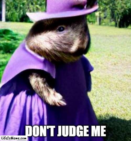 Fancy wombat | DON'T JUDGE ME | image tagged in wombat | made w/ Lifeismeme meme maker