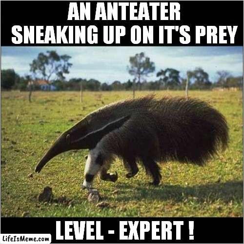 A Sneaky Creature | AN ANTEATER
SNEAKING UP ON IT'S PREY; LEVEL - EXPERT ! | image tagged in fun,anteater,sneaky | made w/ Lifeismeme meme maker