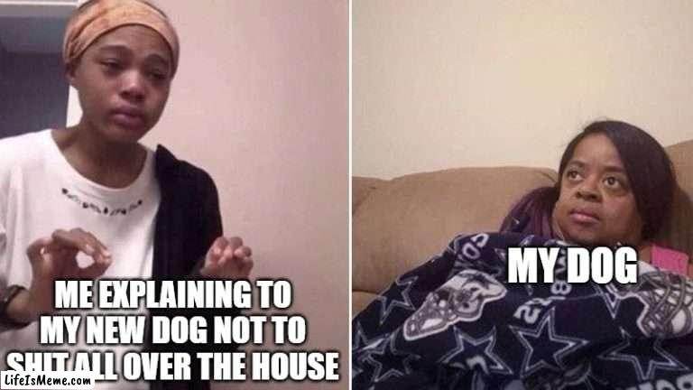 don't do it daisy | MY DOG; ME EXPLAINING TO MY NEW DOG NOT TO SHIT ALL OVER THE HOUSE | image tagged in me explaining to my mom,dog,poop,shit | made w/ Lifeismeme meme maker