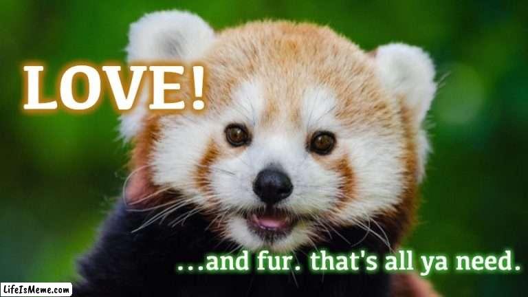 Red Panda Wisdom | image tagged in love,red panda,inspirational memes | made w/ Lifeismeme meme maker