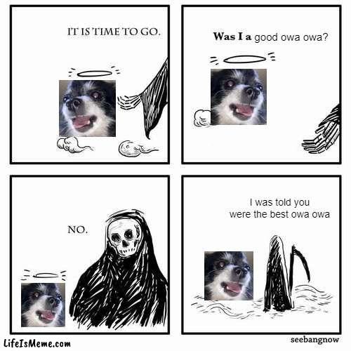 R.I.P Pudgywoke (2009-2021) | good owa owa? I was told you were the best owa owa | image tagged in it is time to go,dog,sad,meme | made w/ Lifeismeme meme maker