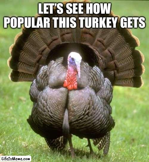 If we get 20 upvotes I will force a vegan to eat turkey for thanksgiving | LET’S SEE HOW POPULAR THIS TURKEY GETS | image tagged in memes,turkey | made w/ Lifeismeme meme maker