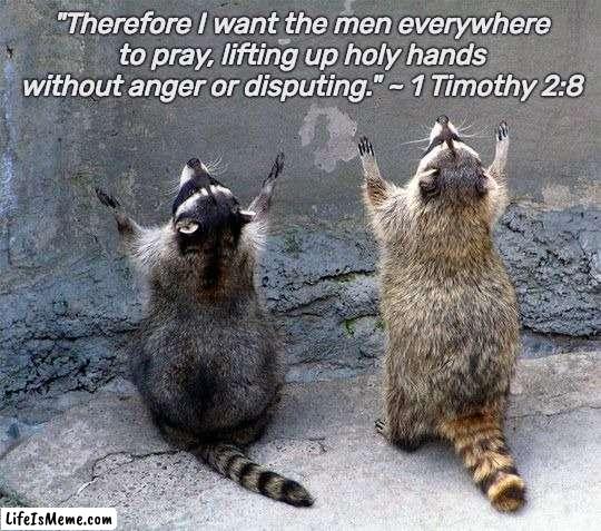 Praying Raccoons | "Therefore I want the men everywhere to pray, lifting up holy hands without anger or disputing." ~ 1 Timothy 2:8 | image tagged in funny,religion,bible,bible verse,raccoon,praying | made w/ Lifeismeme meme maker