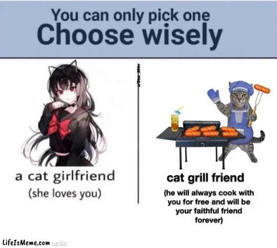 choose very very wisley... | image tagged in cat | made w/ Lifeismeme meme maker