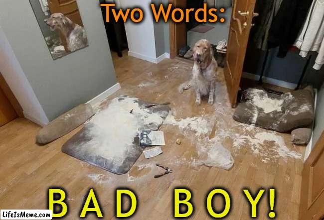 And 'Don't Do It Again'! | Two Words:; B A D   B O Y! | image tagged in fun,dogs,just wanna have fun,there are no accidents,uh oh,lol | made w/ Lifeismeme meme maker