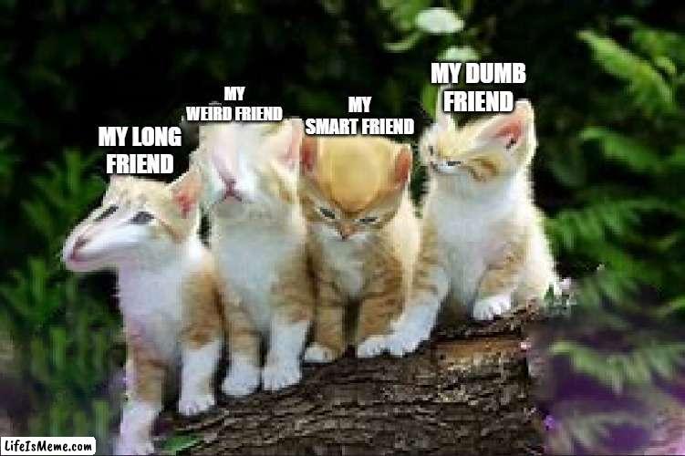 all my types of friends | MY WEIRD FRIEND; MY DUMB FRIEND; MY SMART FRIEND; MY LONG FRIEND | image tagged in cats,me and the boys | made w/ Lifeismeme meme maker